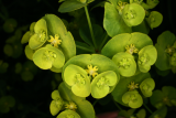 Euphorbia amygdaloides var. robbiae RCP3-2012 076.JPG